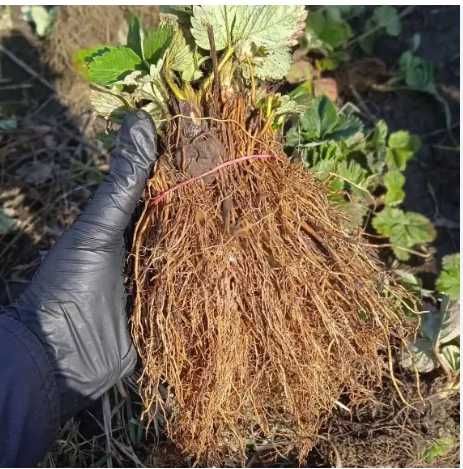 Рассадка клубники: великий вибір сортів, саджанці тільки вищого сорту