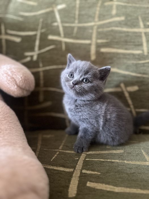 Продаються кошенята