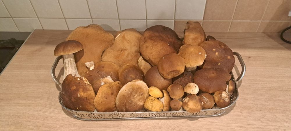 Grzyby suszone 0.5 kg