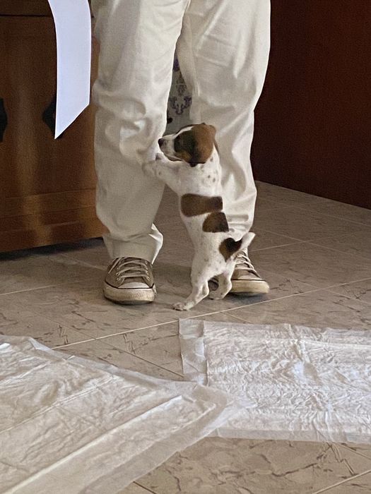 Jack russel  puro