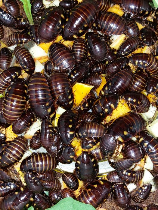 Блаберус таракан - Eublaberus ( шеститочечные, оранжевоголовые)