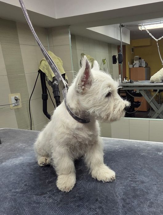 West Highland White Terrier - pies -  po championie - ZKwP (FCI)