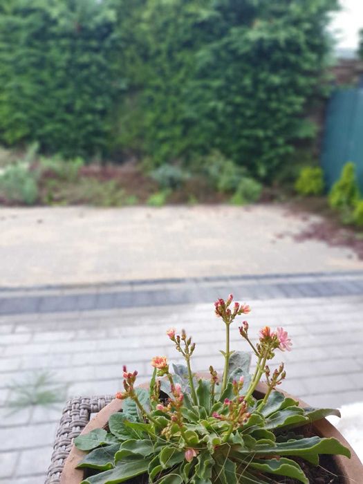 Duży apartament Stargard (3 pokoje)