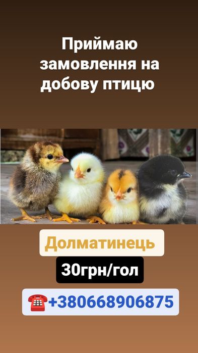 Птиця Молодняк добова