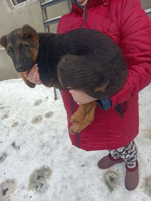 Щенок німецької вівчарки