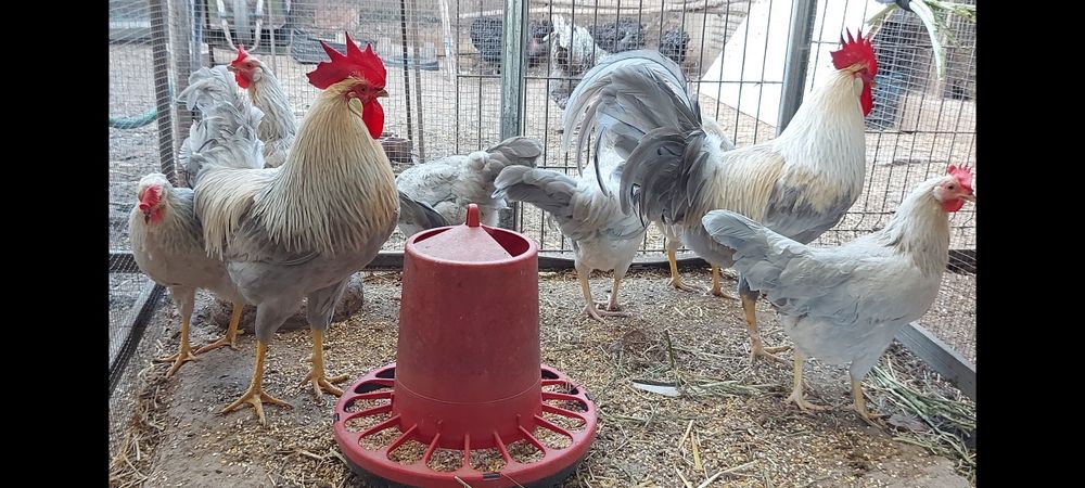 Ovos galados galinhas leghorn Isabela e brown
