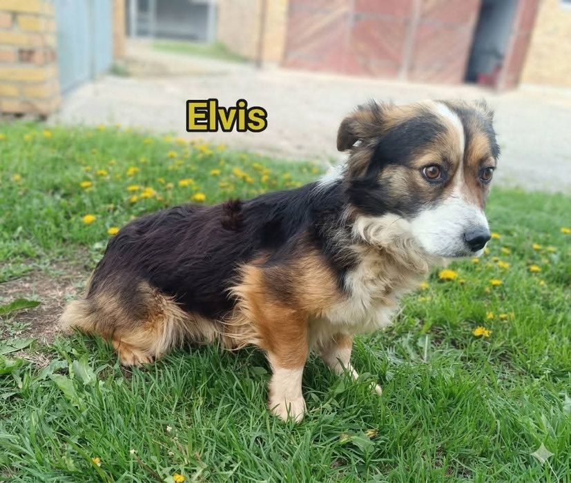 Elvis  do  adopcji