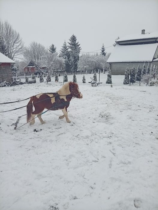 Sprzedam kucyka srokatego