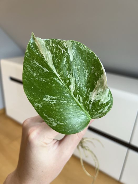 Monstera Variegata