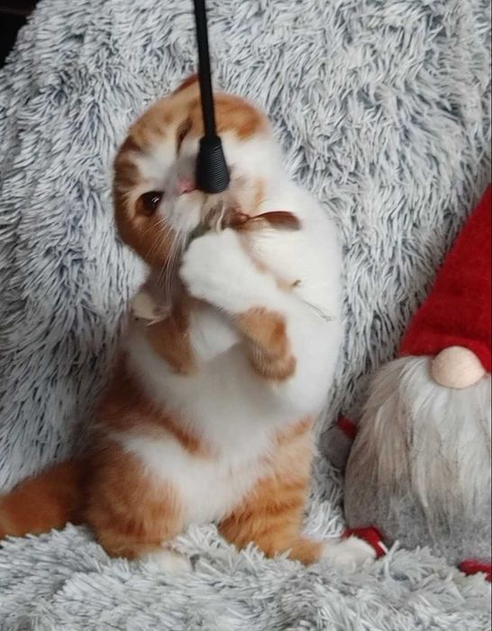 Scottish Fold Shorthair очаровательный плюшка. Киевлянин