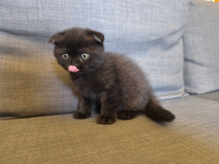 Gatinho Scotish Fold