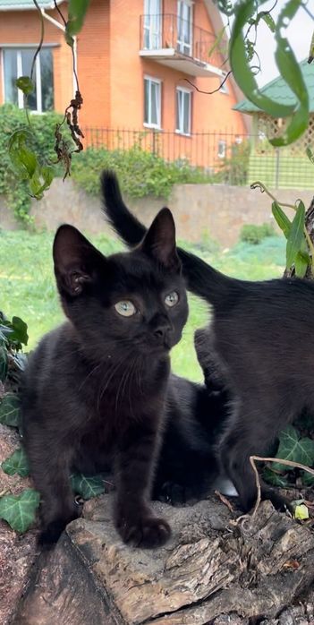 Котики в добри руки