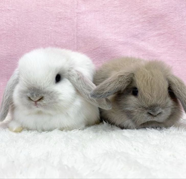 Карликові декоративні кролики міні