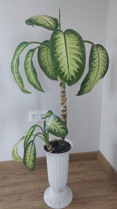 Дефінбахія прекрасна