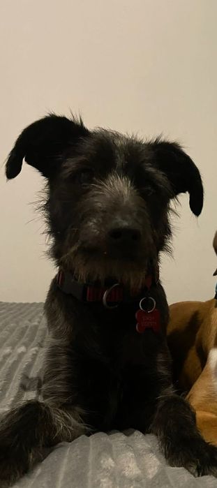 Oddam pieska w typie sznaucera