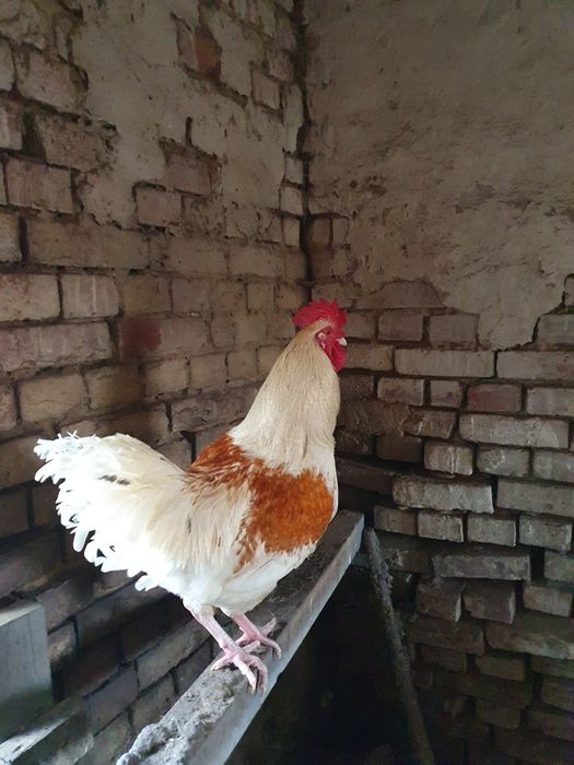 Kogut młody nierasowy