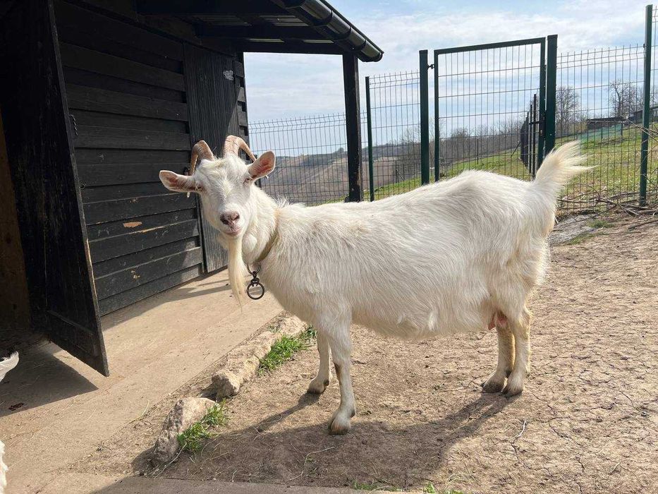 Камерунские, Тюренские,  молочные козы.