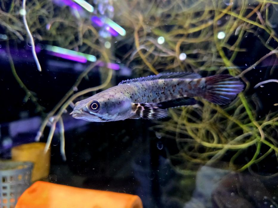 Channa pulchra (Wężogłów)