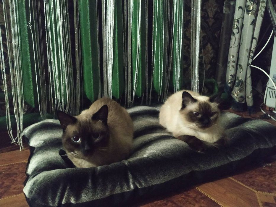 Бронь на тайских котят