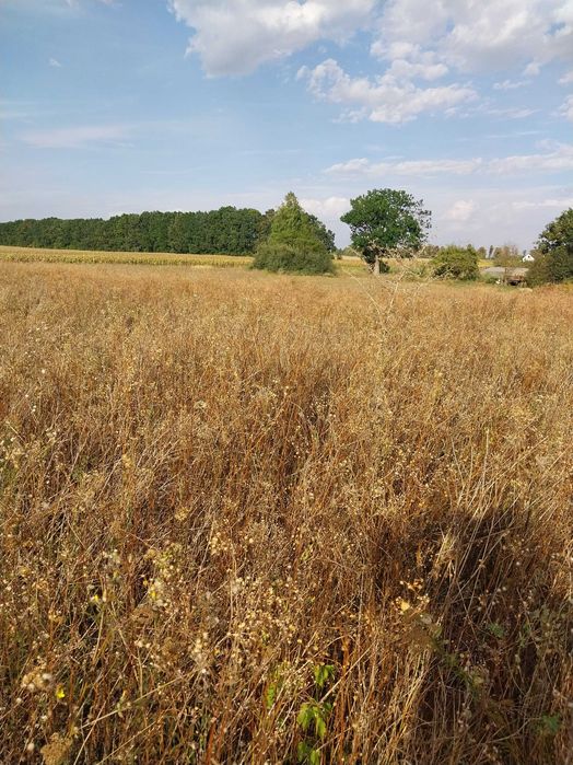 Продам земельну ділянку в  с. Горбанівка