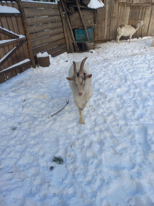 Продам молодого Козла козлика