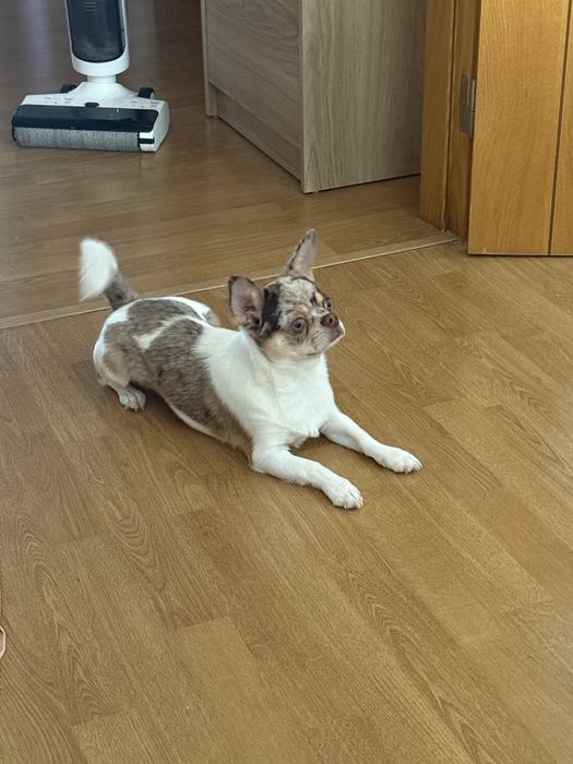 Chihuahua Merle procura namorada