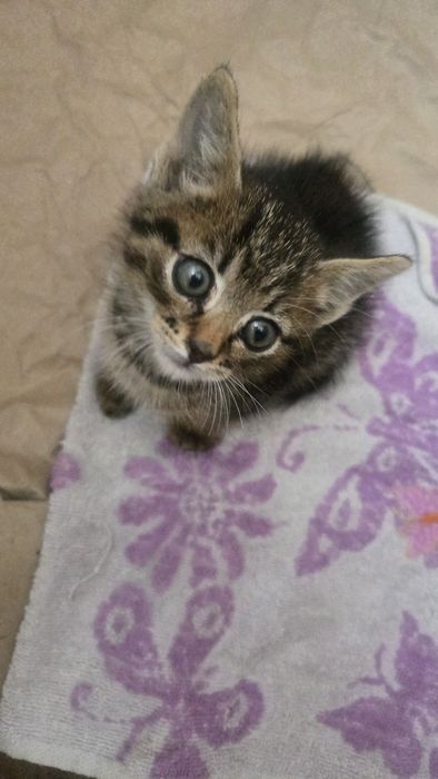 Миле Кошеня шукає сім'ю