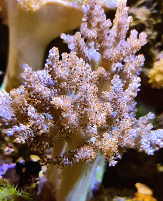 Koralowiec Capnella z własnej hodowli