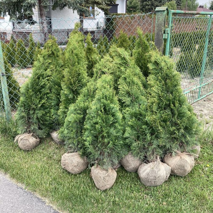 Tuje thuje Szmaragd OKAZJA
