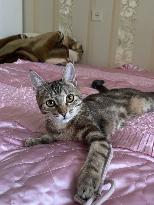 Прилаштовую котеня в добрі руки