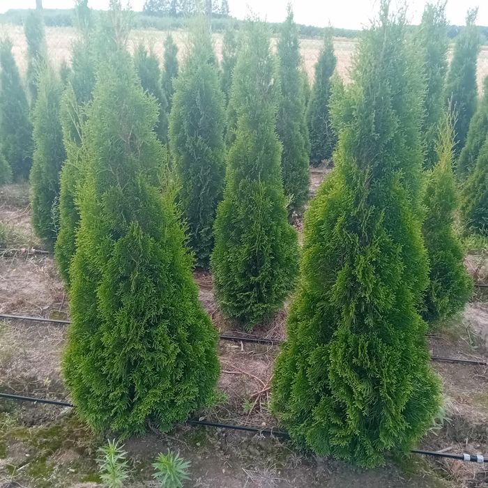 Tuja braband 200cm.szmaragd kórnik jałowiec swierk serbsk srebrny jodł