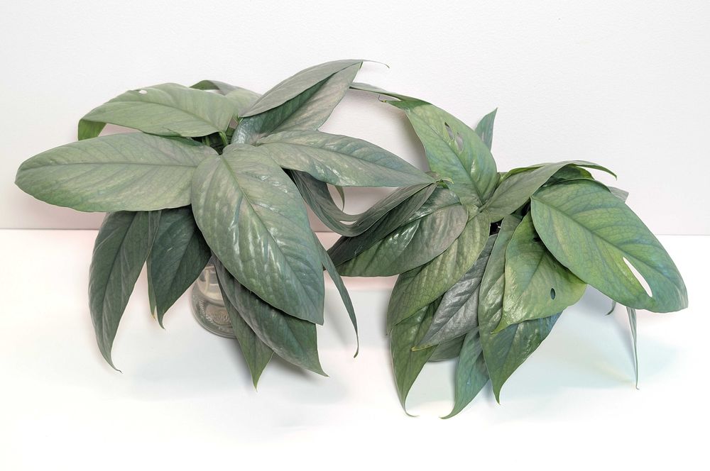Epipremnum cebu blue - sadzonki