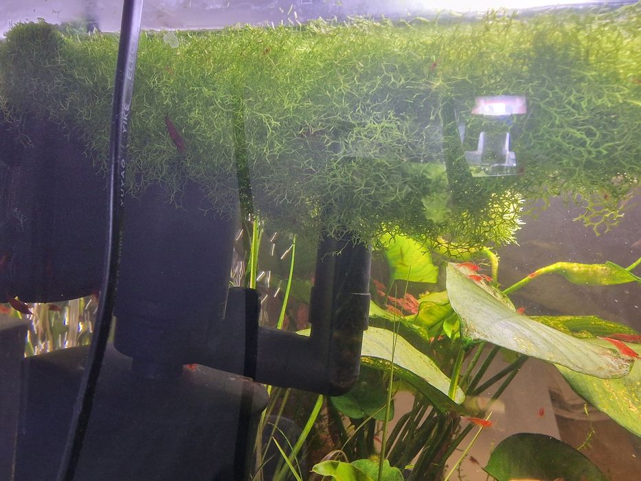 Wgłębka pływająca, mech do akwarium