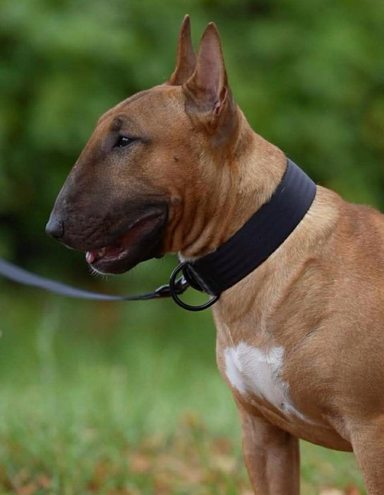 Bulterier miniaturowy