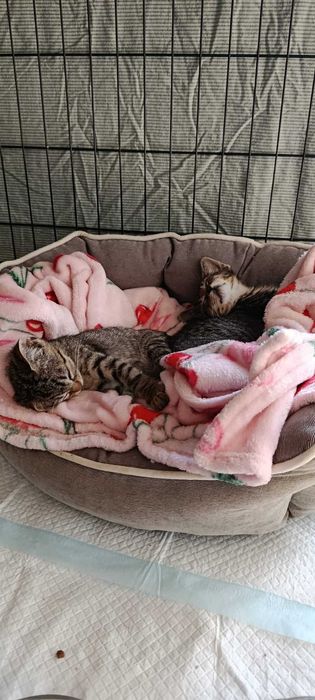 Gatos bebes para adoção