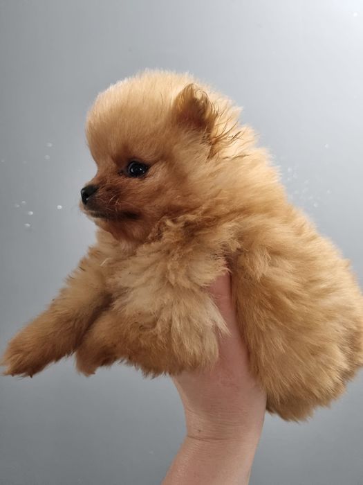 Szpic miniaturowy pomeranian