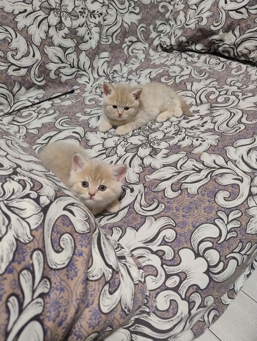 Шотландські кошенята