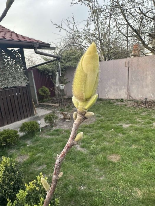 Магнолія ПОЛьша