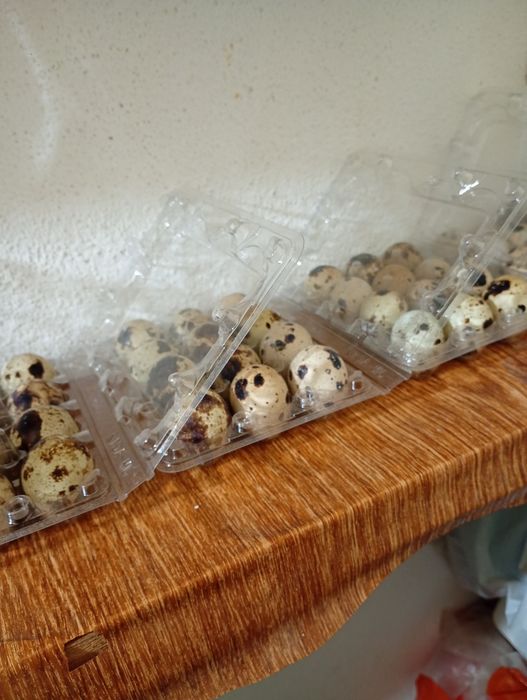 Ovos de codorniz