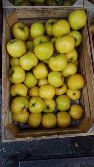 Sprzedam jabłka z własnego sadu 3 zł/kg