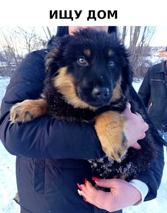 Щенята шукають дім