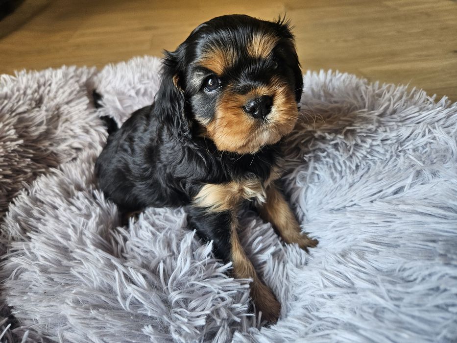 Cavalier king Charles spaniel piesek nr.1 badania
