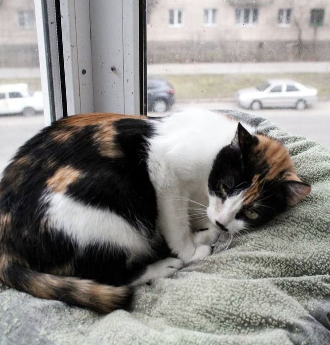 Ніжній киці потрібен дім