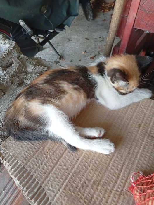 Gatos para adoção