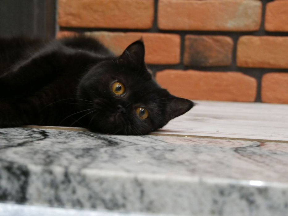 Kocurek brytyjski czarny