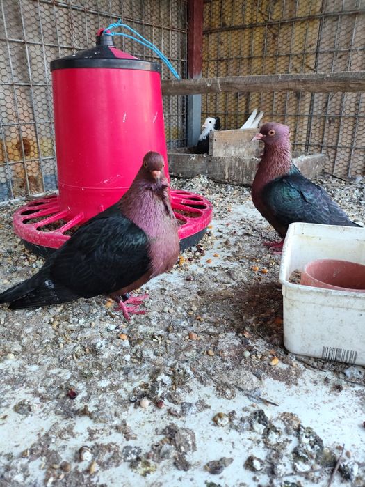 Vendo pombos arcanjo de asa bronze e calhandras