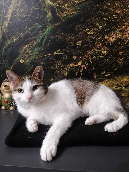 REZERWACJA Molly -śliczna spokojna młoda 2-letnia koteczka szuka domu!