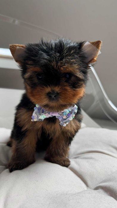 Miniaturka Suczka Yorkshire Terrier z Rodowodem 1,5kg
