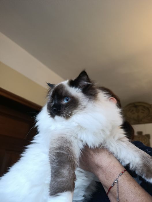 Ragdoll śliczny kocurek