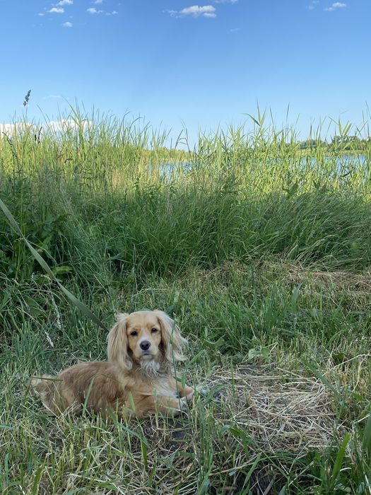 за винагороду!!!